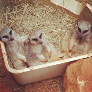 Meercats